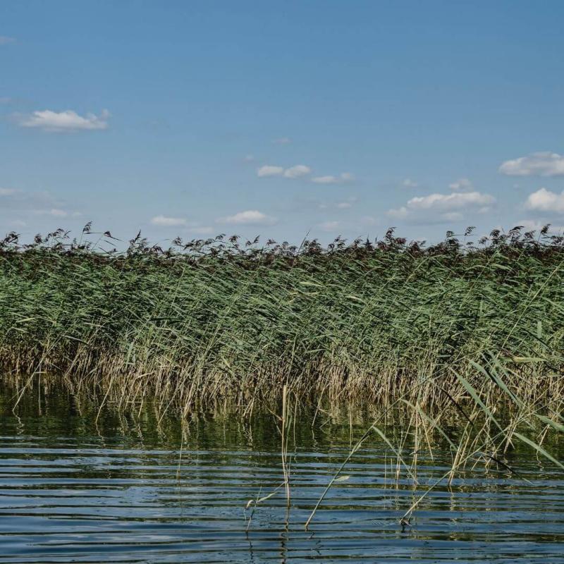 wetland similar to REWET