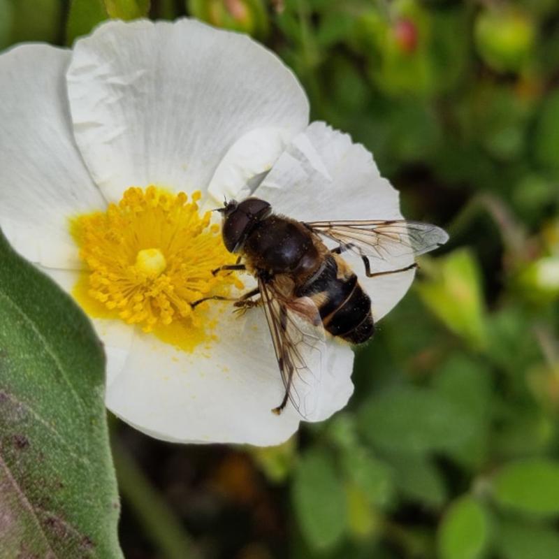Bee on a flower
