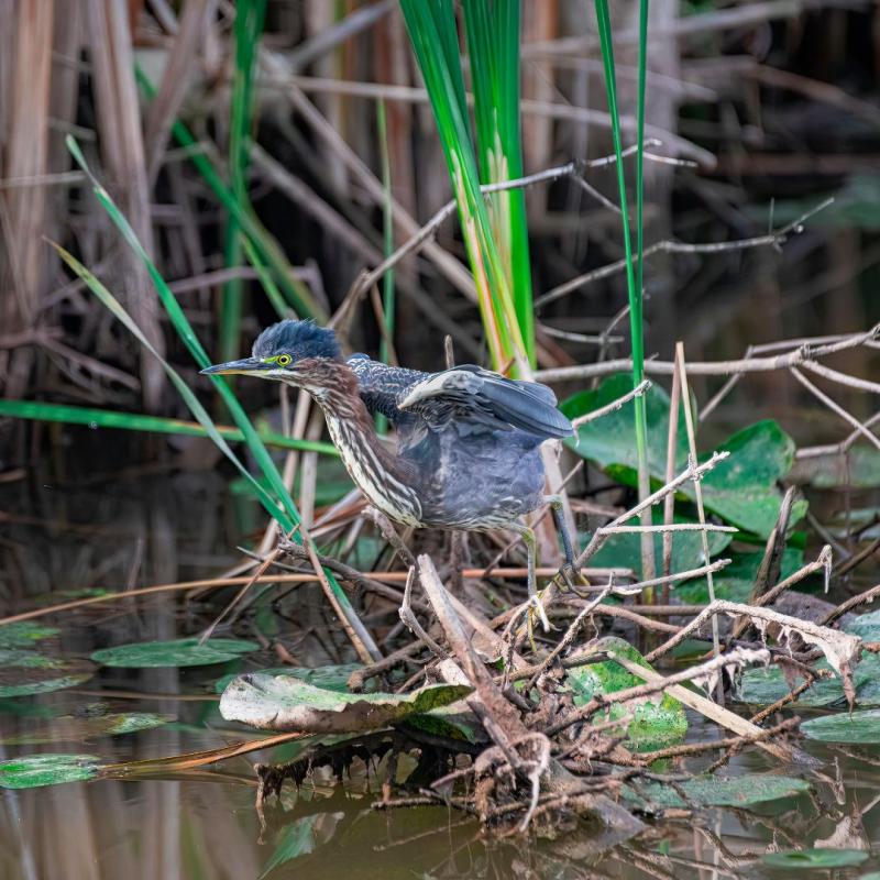 Bird in a wetland