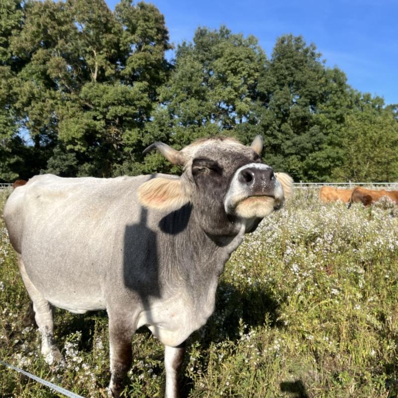 A nice cow in the shadow of the Eddy Covariance tower