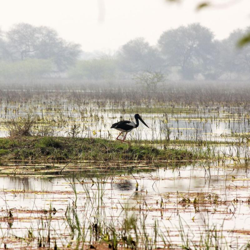 A flamingo in a wetland resting
