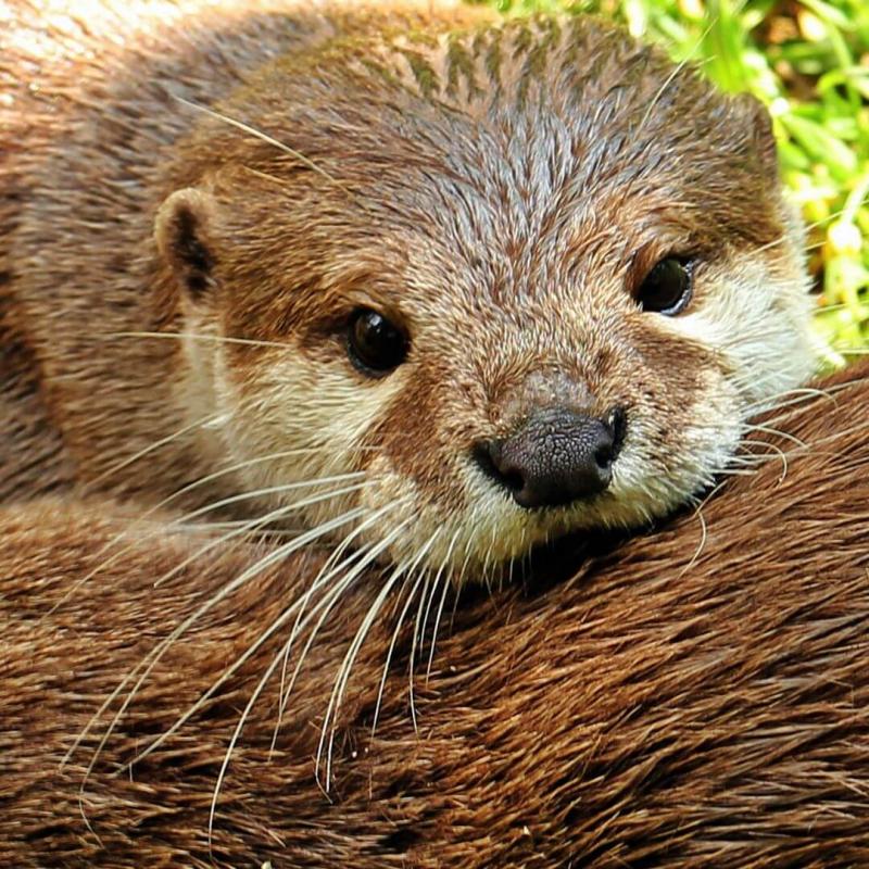 Otter as representative of the REWET project
