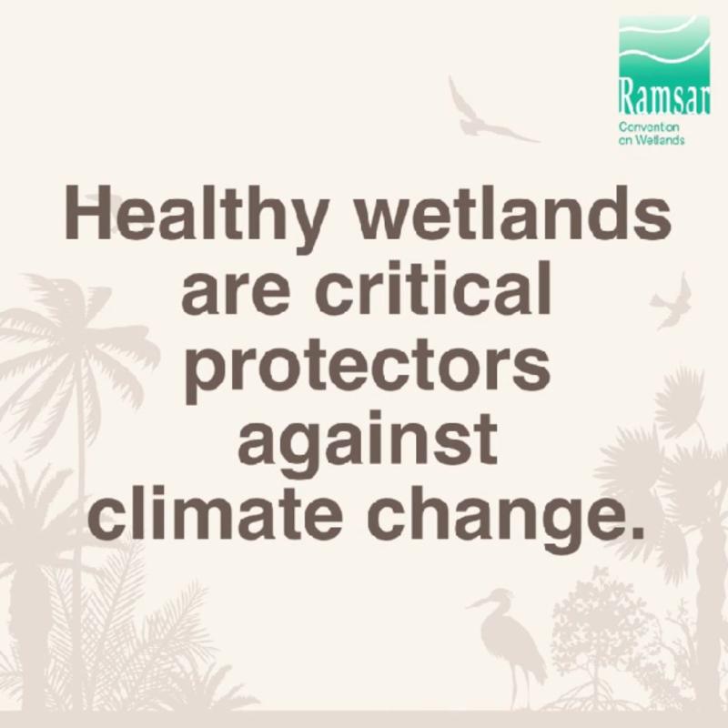 REWET and healthy wetlands