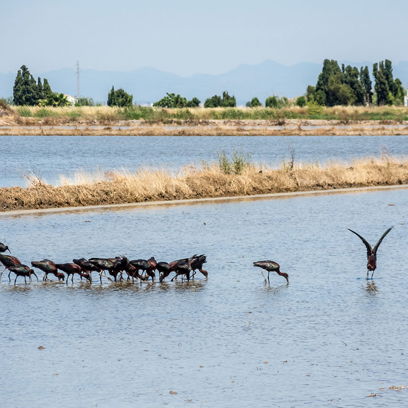 Flock of glossy ibises feeding in a shallow wetland with fields and mountains in the background.