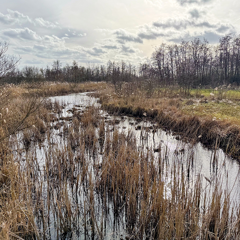 Wetland landscape with reeds surrounding a shallow water channel under a cloudy sky