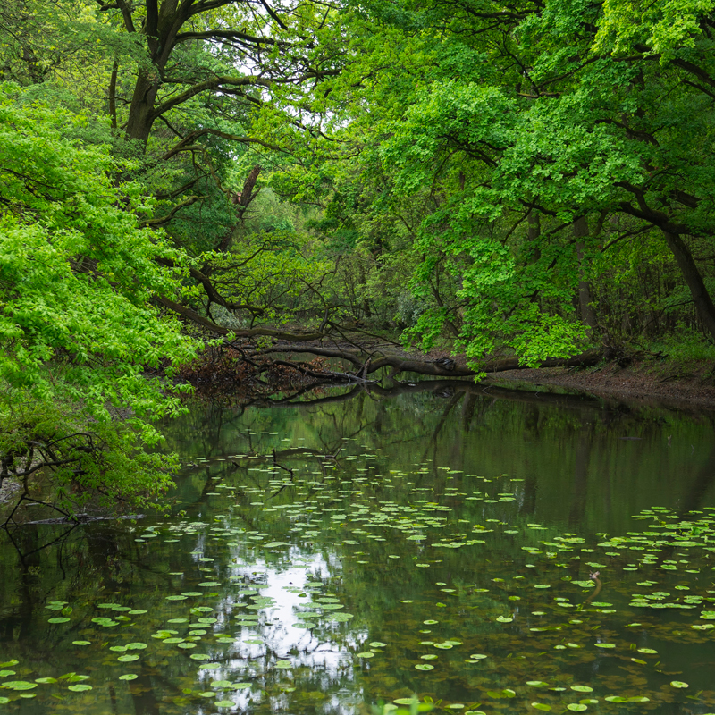 Woodland pond surrounded by mature green trees and covered with water lilies