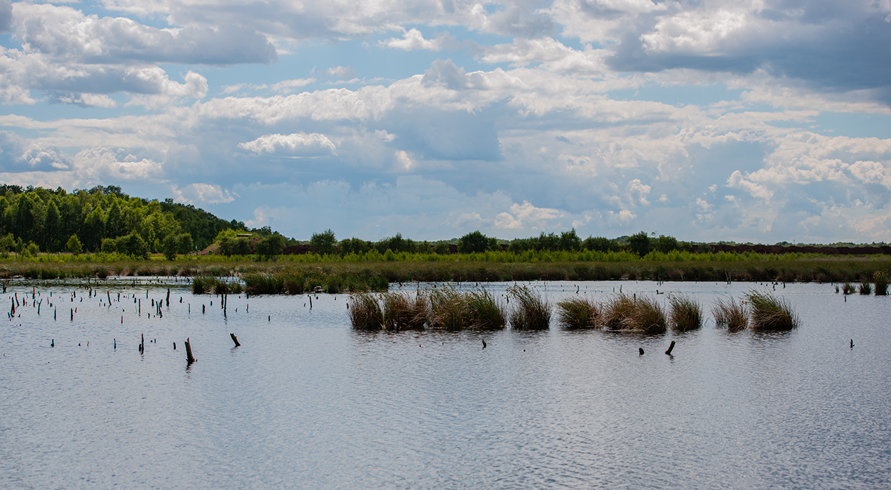 Wetland landscape with rewetting peat areas, vegetation, and cloudy sky