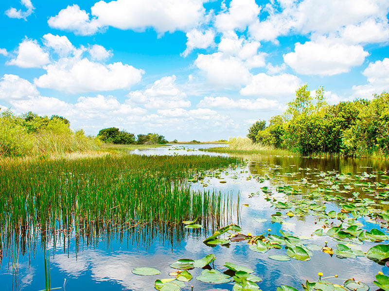 Florida wetland
