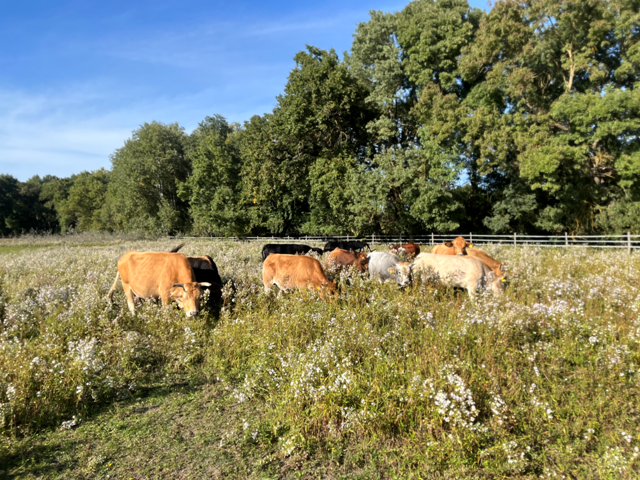 Cattle