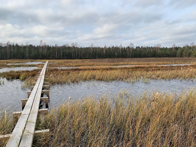 Image of the Finnish wetland