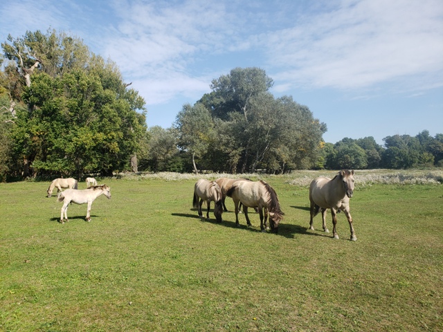 Horses