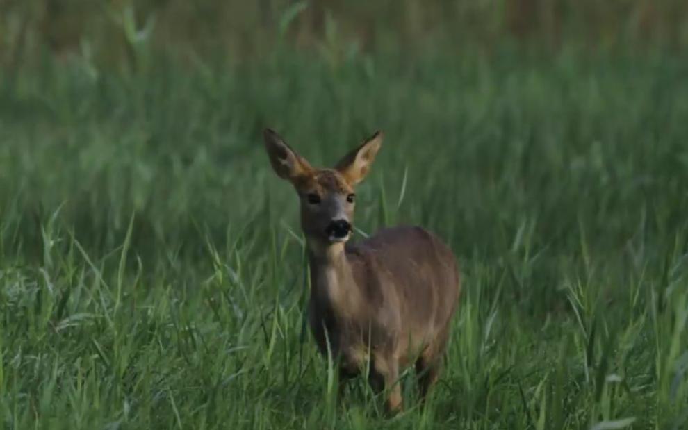 Wild animal in the REWET open Lab 1 