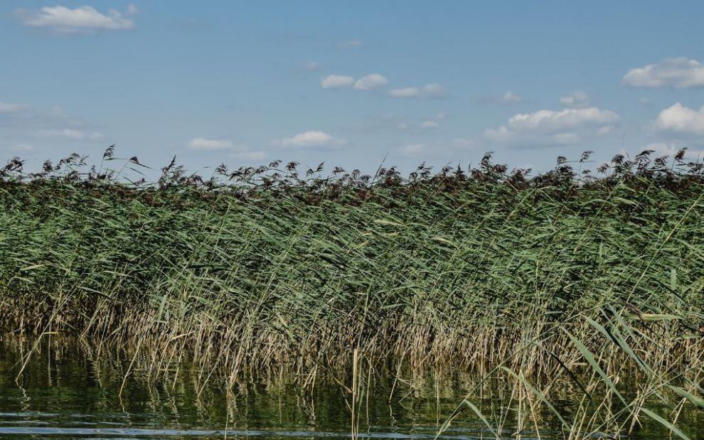 Wetland