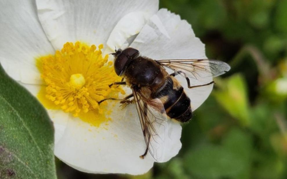 Bee on a flower