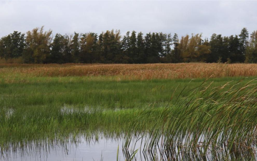 Restored peatland area in National Park Weerribben Wieden, the Netherlands. © IUCN NL