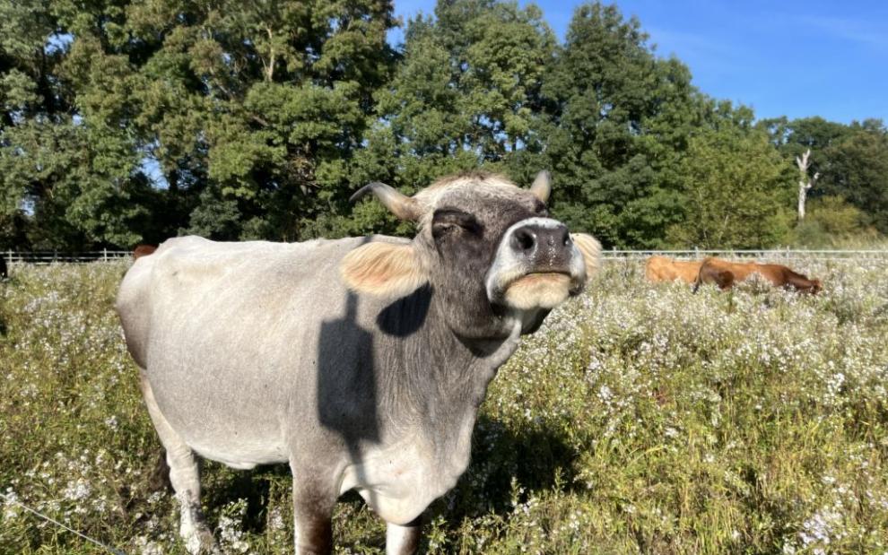 A nice cow in the shadow of the Eddy Covariance tower