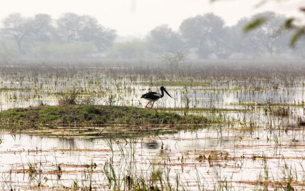 A flamingo resting in a wetland
