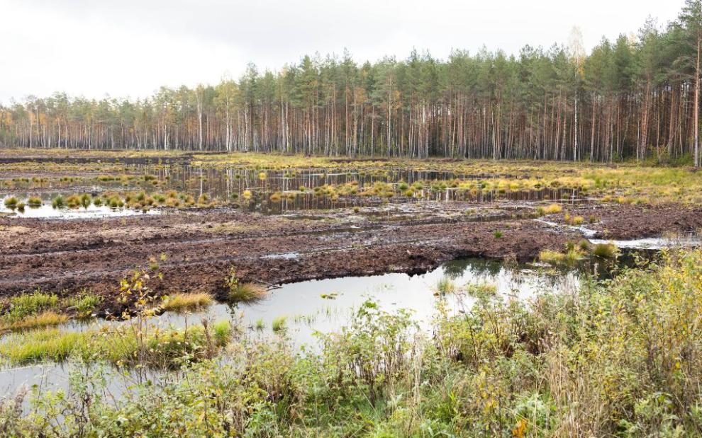 Estonian wetland