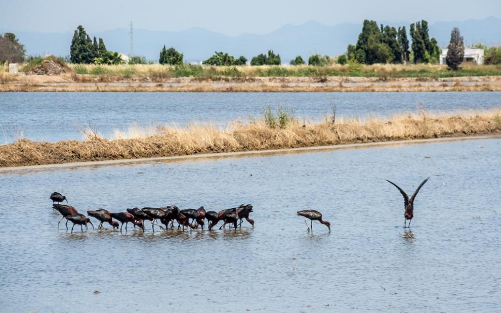 Flock of glossy ibises feeding in a shallow wetland with fields and mountains in the background