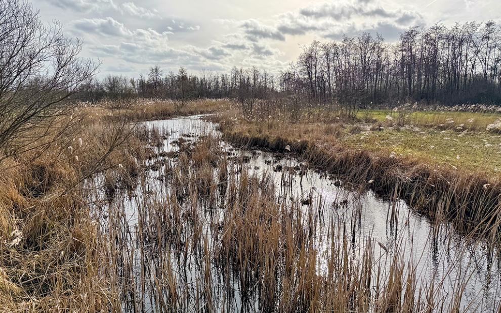 Wetland landscape with reeds surrounding a shallow water channel under a cloudy sky