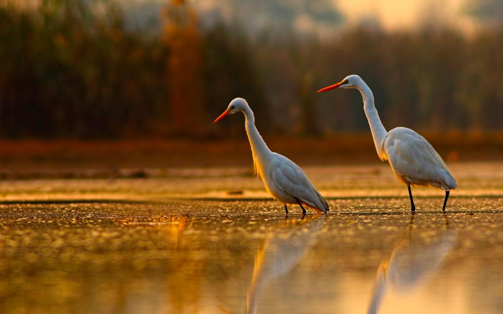 Wildlife reserve