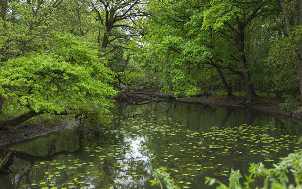 Woodland pond surrounded by mature green trees and covered with water lilies
